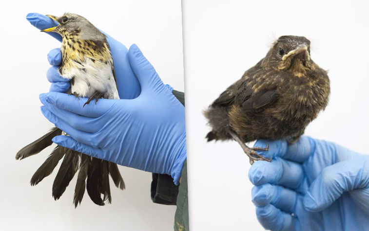 Vogelklas Karel Schot