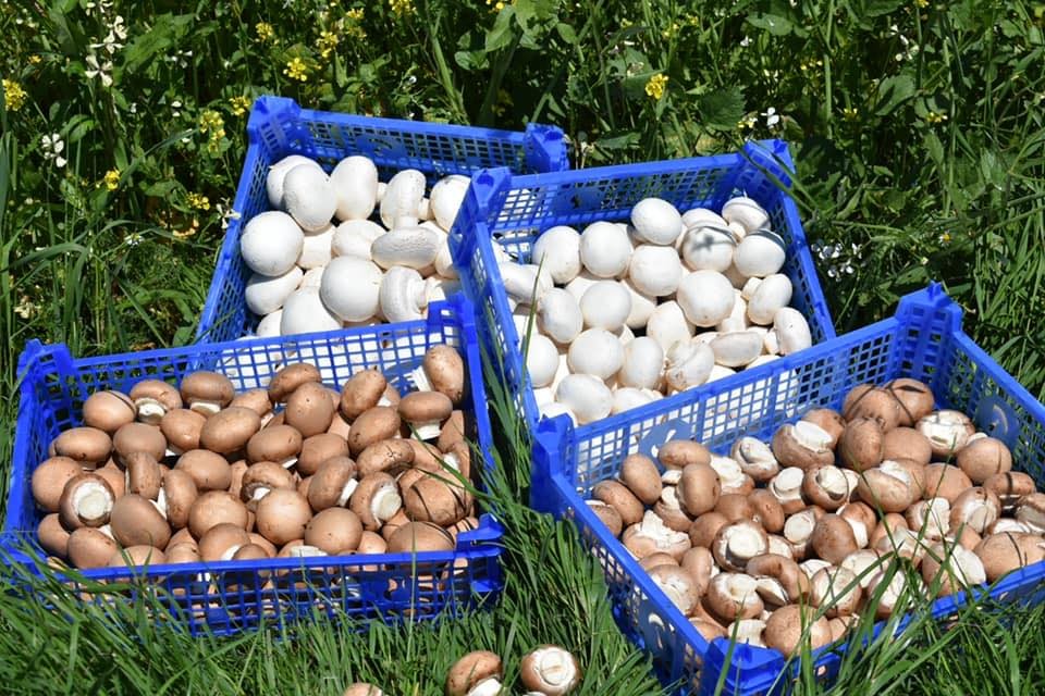 Champignonkwekerij Dingemans B.V.